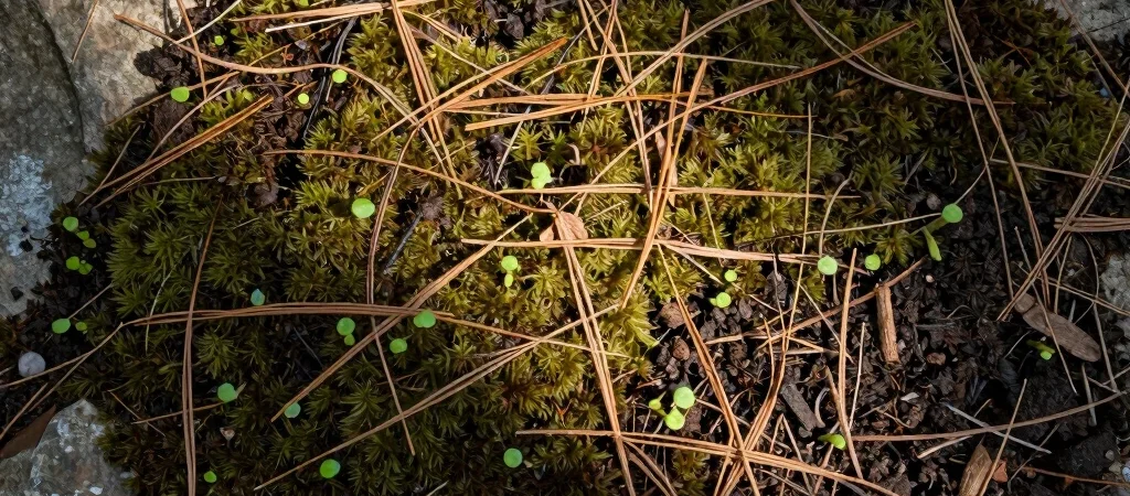 Reclaiming the Rhythm of Soil and Spirit
